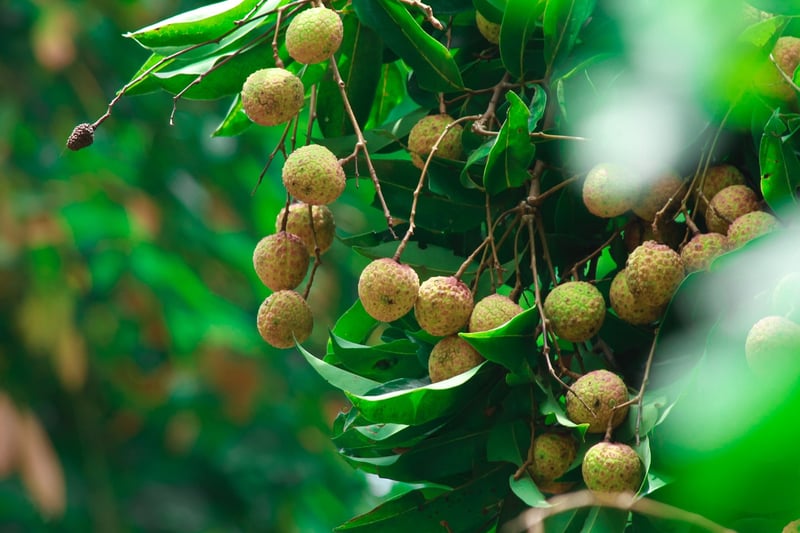 Lychee Juice